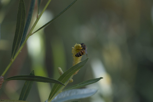 iNaturalist observation photo of Western Honey Bee