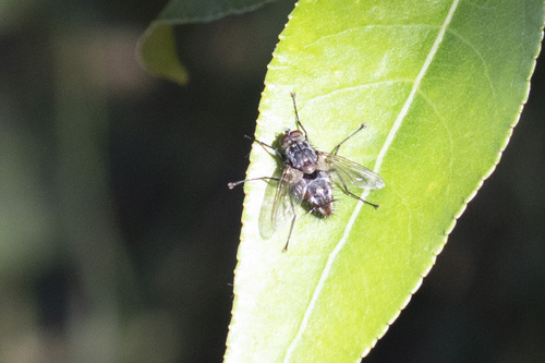 iNaturalist observation photo of Ptilodexia