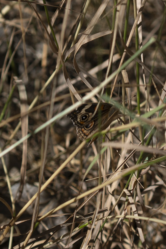 iNaturalist observation photo of Gray Buckeye