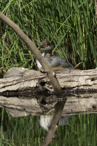 iNaturalist observation photo of Common Merganser