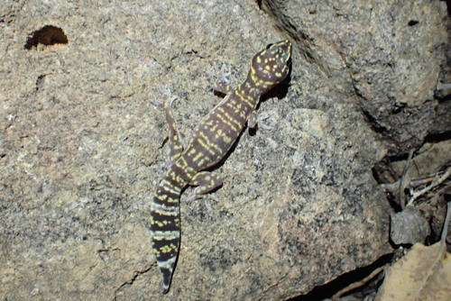 Northern Marbled Velvet Gecko