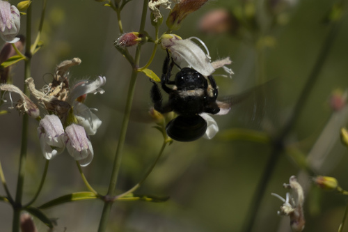 iNaturalist observation photo of Western Carpenter Bee