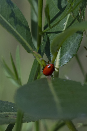 iNaturalist observation photo of Black-spotted Lady Beetles