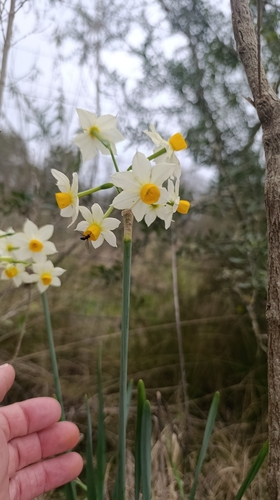 Bunch-flowered Daffodil