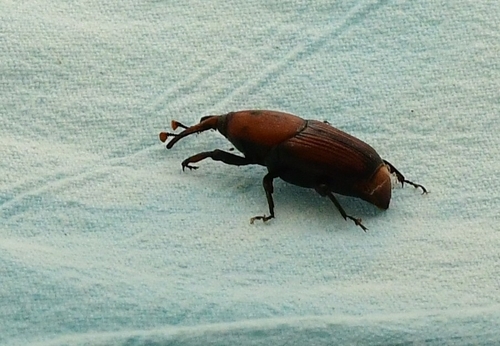 Red Palm Weevil