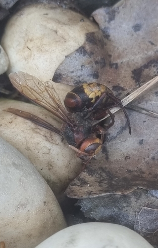 European Hornet