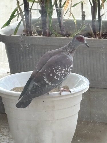Speckled Pigeon