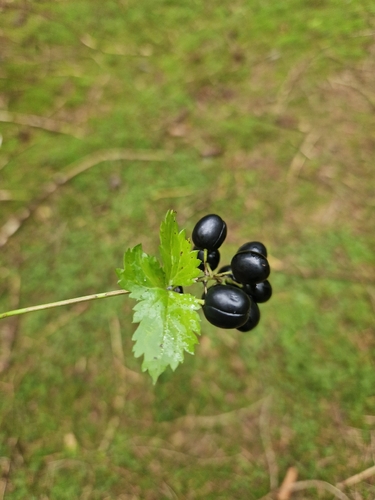 Eurasian baneberry