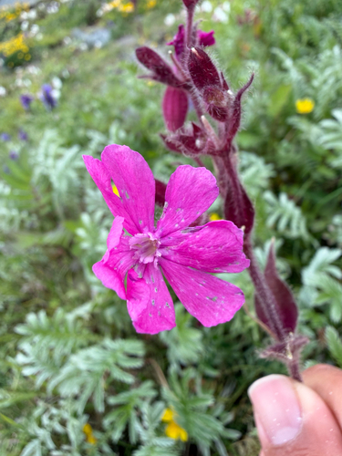 red campion