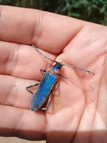 Aromia moschata ambrosiaca
