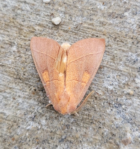 White-dotted Prominent