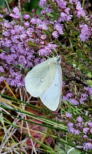Moorland Clouded Yellow