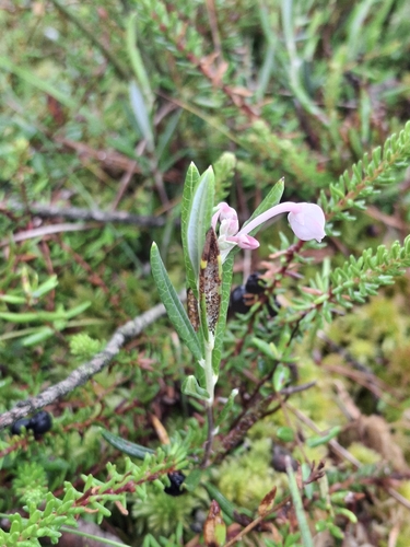 Wild Rosemary