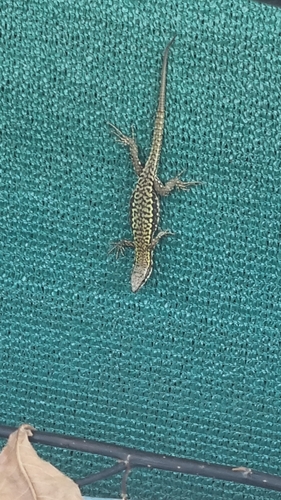 Common Wall Lizard
