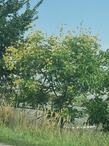 golden rain tree