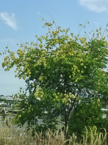 golden rain tree
