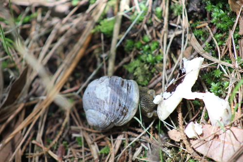 Humboldtiana buffoniana
