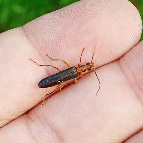 Nacerdes carniolica