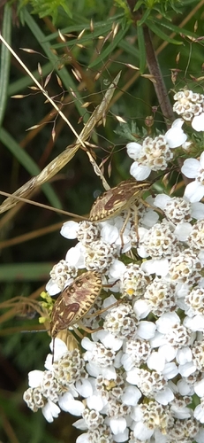 Black-shouldered Shieldbug