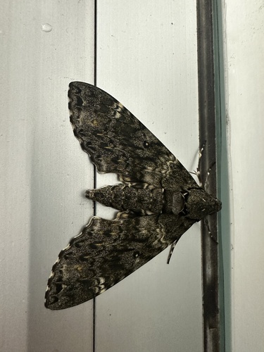 Meganoton nyctiphanes