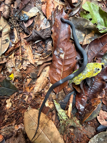 Western Forest Centipede-eater