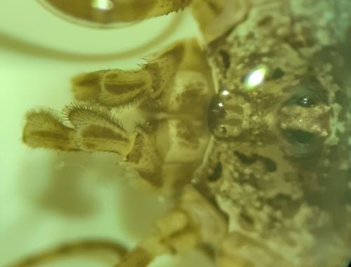 Painted Harvestman