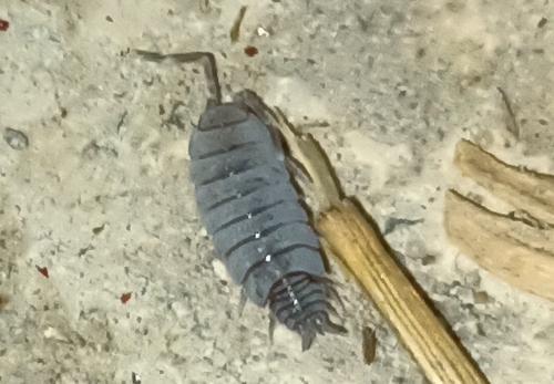 Powder Blue Isopod