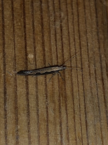 Diamondback Moth