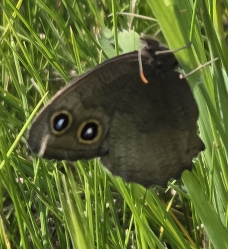 Common Wood-Nymph