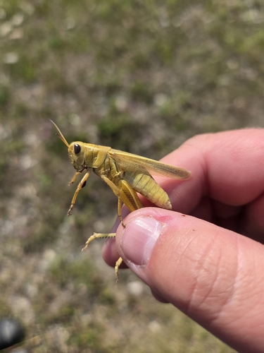 Two-striped Grasshopper