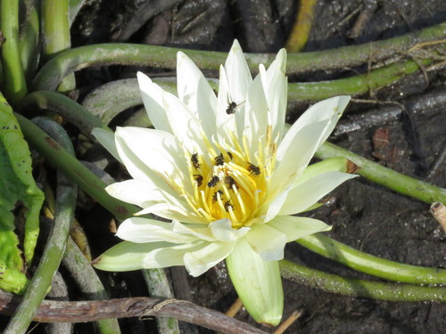 Dotleaf Waterlily