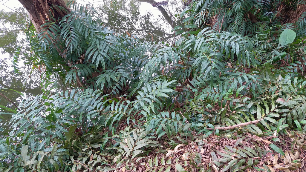 swamp vine fern from 香港米埔 on April 25, 2020 at 03:02 PM by WK Cheng ...