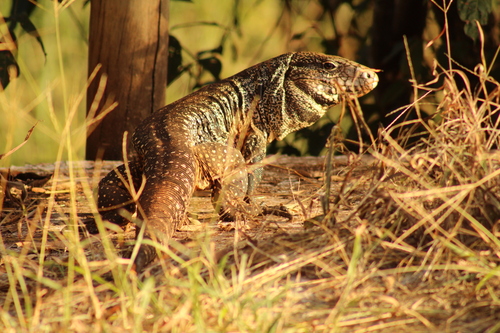 Argentine Black-and-white Tegu