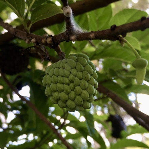 Sweetsop (Annona squamosa)