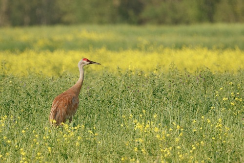 Sandhill Crane