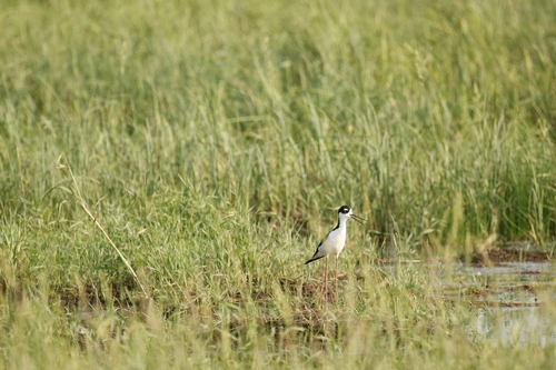Black-necked Stilt