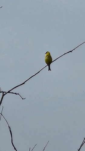 American Goldfinch