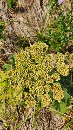 common cowparsnip