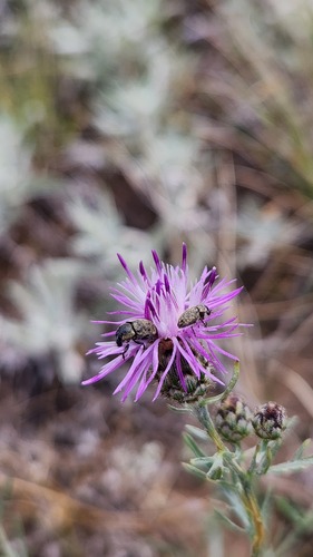 Lesser Knapweed Flower Weevil