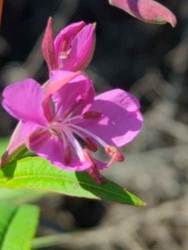 fireweed