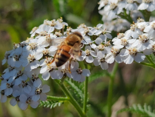 Western Honey Bee