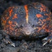 Rhinophrynus dorsalis - Photo (c) Barbara Moreno Martinez, כל הזכויות שמורות, הועלה על ידי Barbara Moreno Martinez