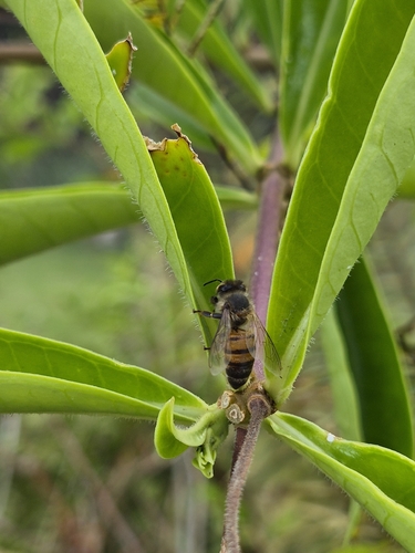 Western Honey Bee