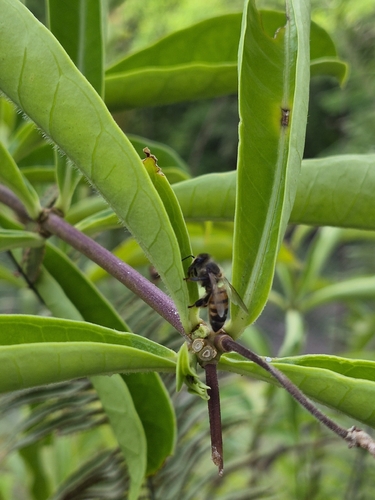 Western Honey Bee
