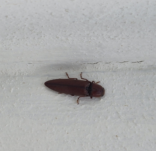 Click Beetles