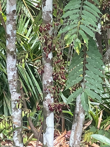 Bilimbi