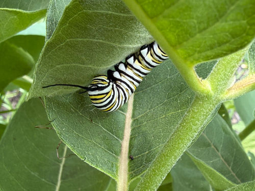 Monarch