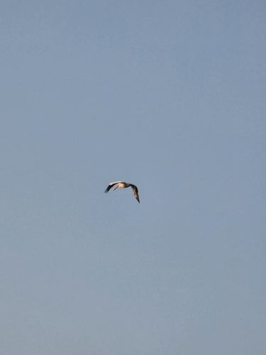 American White Pelican