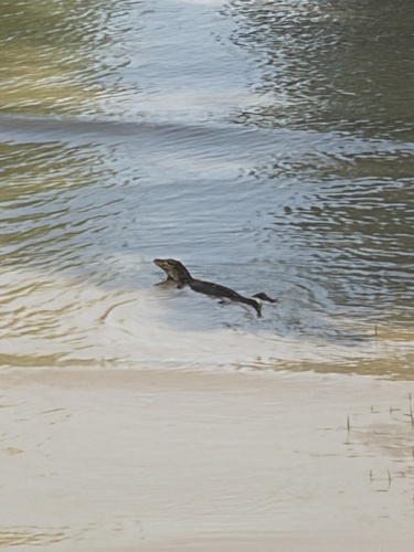 Common Water Monitor