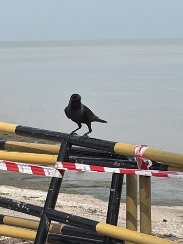 House Crow